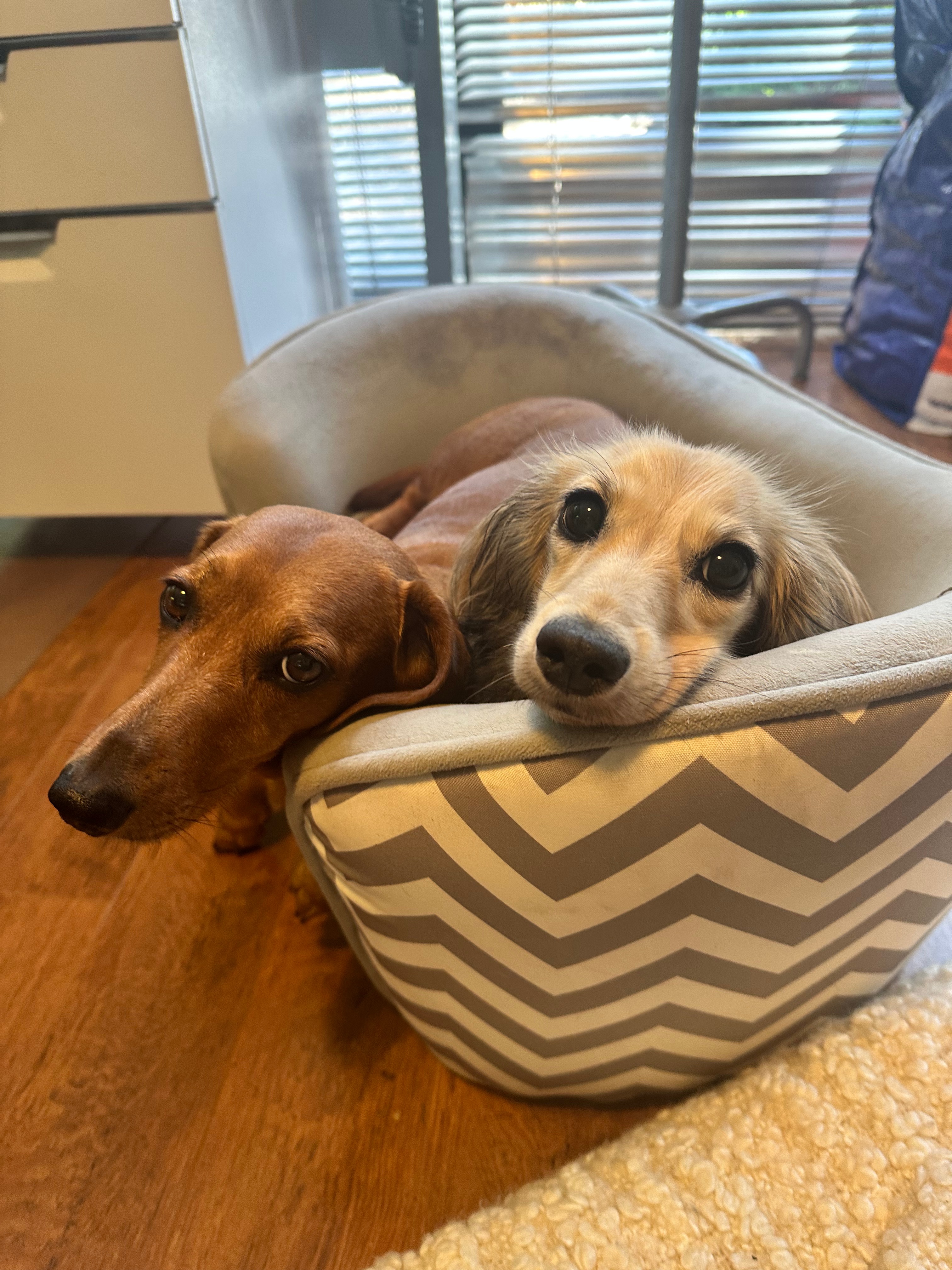McKenzie and Elodie on the couch