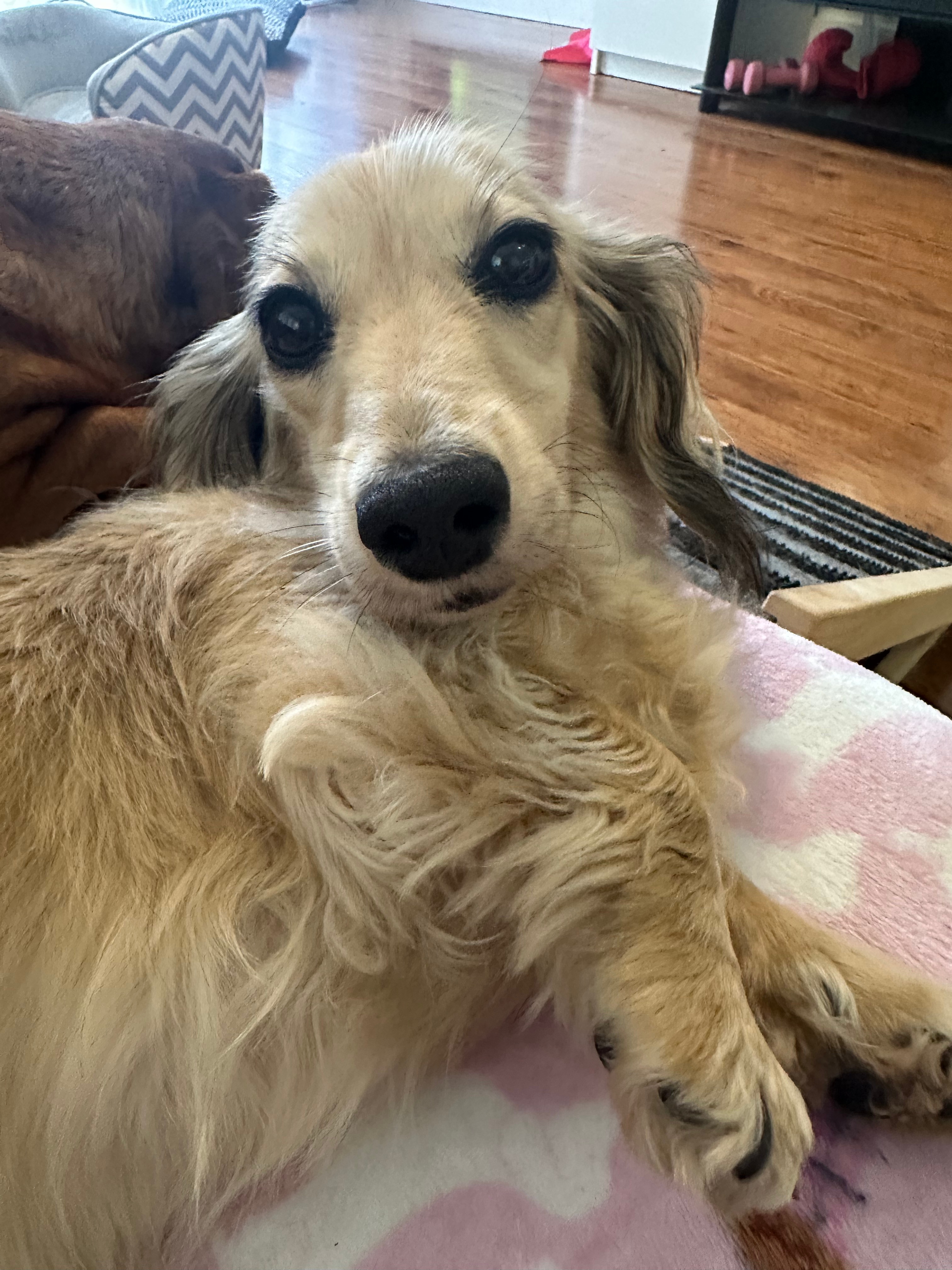 Elodie the dachshund