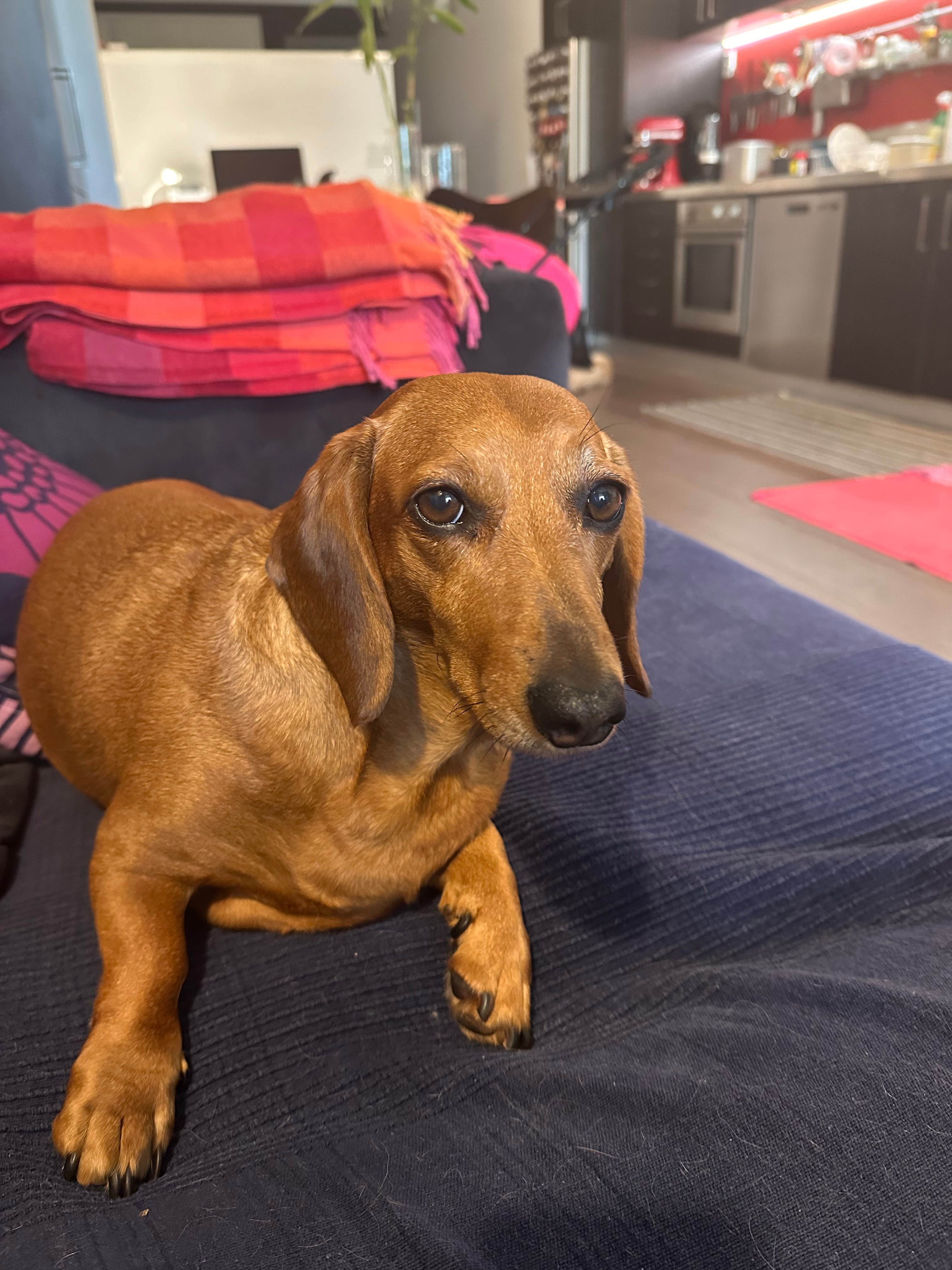 McKenzie the dachshund