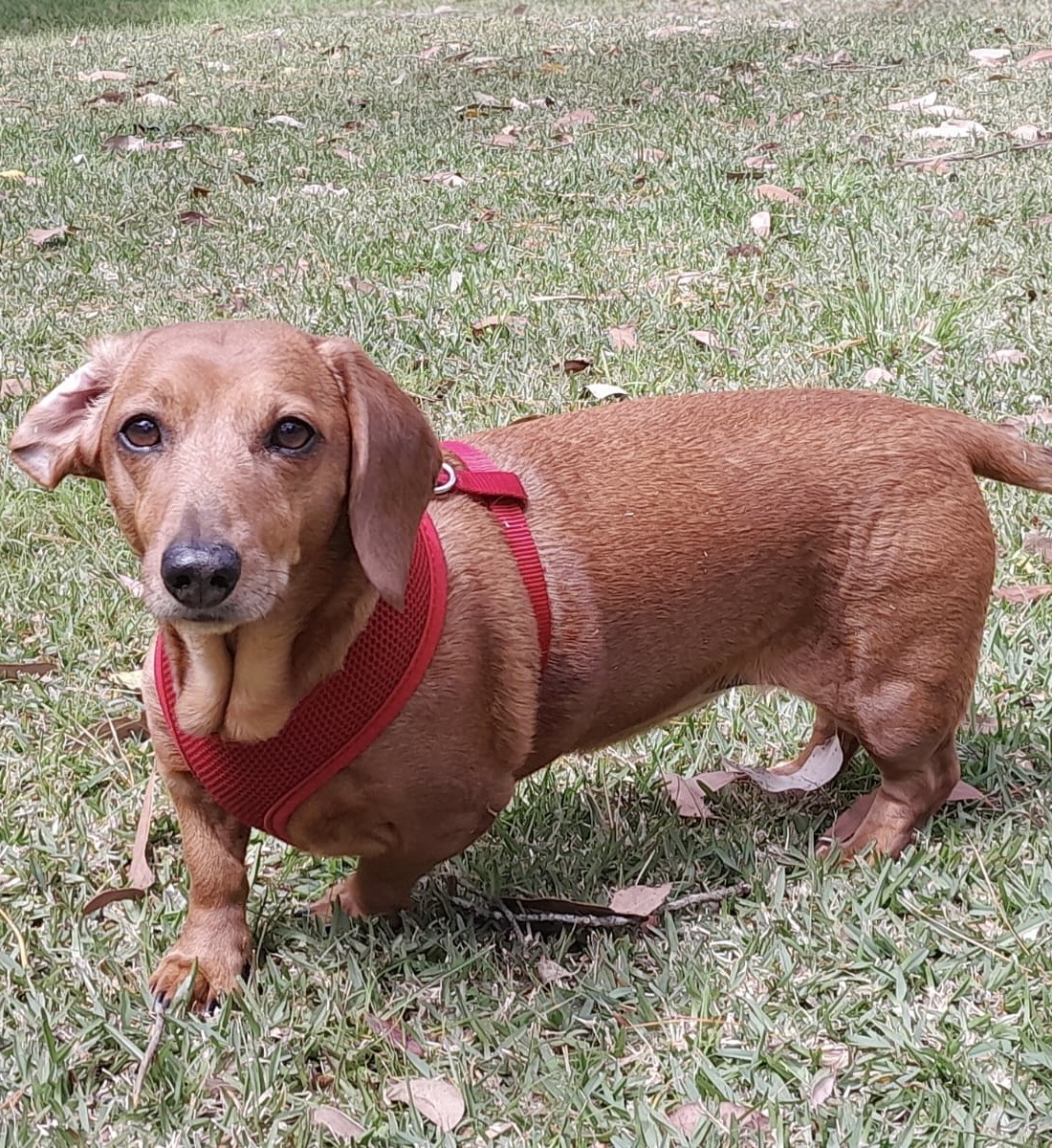 McKenzie the dachshund